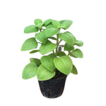 02 Cuban Oregano Plants Live, Live Cuban Oregano Plants Indoor, 4 to 6 Inc Tall, Green Mexican Mint Plant, Spanish Thyme Plant Live