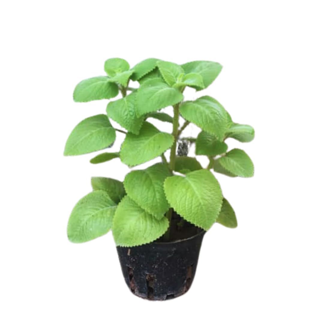 Pack 02 of Cuban Oregano Plants Live, Live Cuban Oregano Plant Indoor, 4 to 6 Inc Tall, Mexican Mint Plant, Spanish Thyme Live, Well Rooted for Gardening