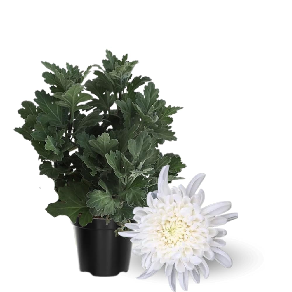 Chrysanthemum Flower Plant, Mums Plant Live, 5 to 7 Inc Tall Chrysanthemum Plants Live for Gardening Outdoor Indoor Planting, White Flower Mum Live Plant
