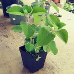 2 Green Cuban Oregano Plants Live, 4-6" Tall Spanish Thyme Mexican Mint for Indoor Outdoor Growing