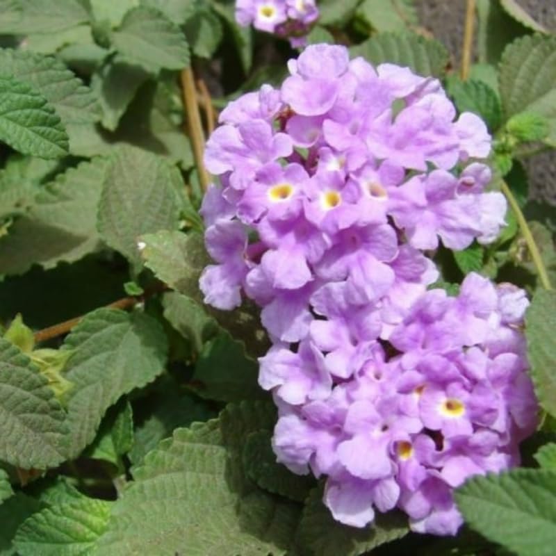 3 Trailing Lantana Plants Live, 5 to 7 Inc Tall, Purple Lantana Live Plants for Planting Outdoors Flower Gardening