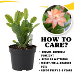 Peach Christmas Cactus Plants Live in 4 Inch Pot, Perennial Christmas Thanksgiving Cactus Plants Potted, Vibrant Flower Holiday Houseplant Indoors Outdoors