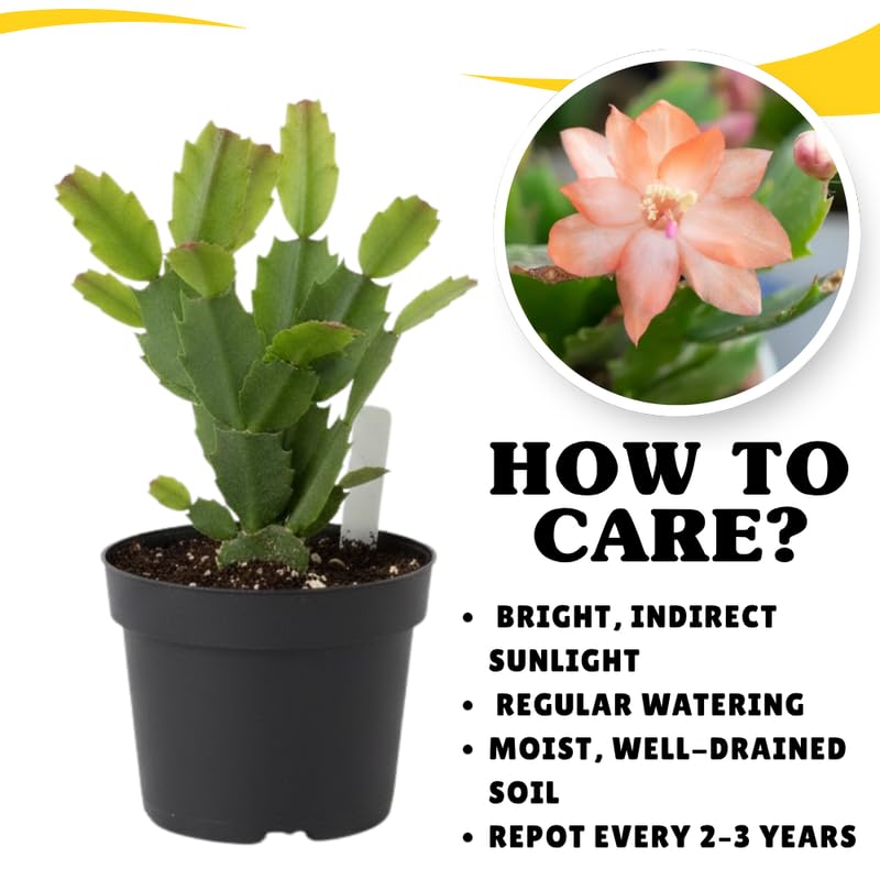 Peach Christmas Cactus Plants Live in 4 Inch Pot, Perennial Christmas Thanksgiving Cactus Plants Potted, Vibrant Flower Holiday Houseplant Indoors Outdoors