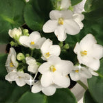 White African Violet Live Plant, 4 Inch Pot African Violets Live Plant, Live Afican Violets Plants, White Flowering African Violets Live Plants Indoor Garden, Perennial Live African Violet Plants