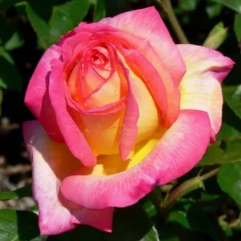 Rose Bush Live Plant, 5-9 Inch Tall, Fragrant Rose Flowers Tree, Well-Rooted Ready to Plant Outdoor Indoor (Peace Rose)