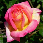 Rose Bush Live Plant, Hybrid Tea Rose Plant Live, 5-9 Inch Tall, Fragrant Flowers Tree, Well-Rooted 1 Year Old, No Pot (Peace Rose)