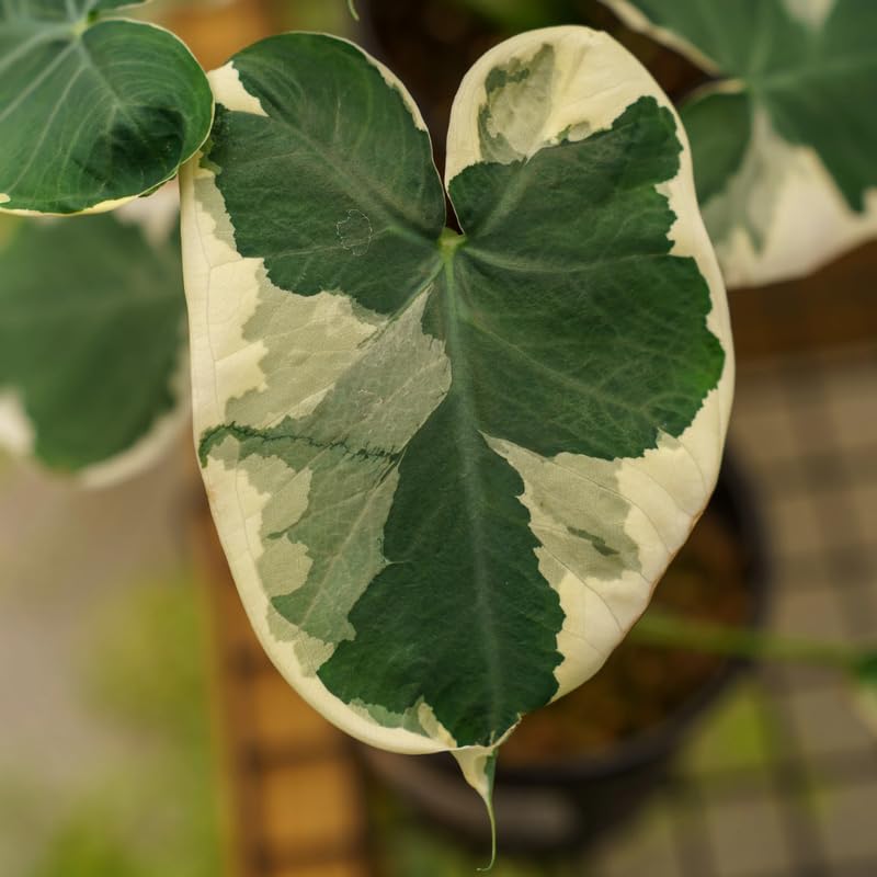 Colocasia Live Plant, 4-8'' Tall, Elephant Ear Plant, Esculenta Taro Alocasia Housplant, Indoor Outdoor Planting (White Variegated)