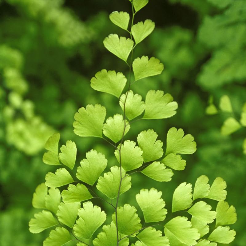 Fern Plant Pot, Maidenhair Fern Plant Live, 3.5 Inc Potted, Live Fern Plant, Fern Plant Live (Maidenhair Fern)