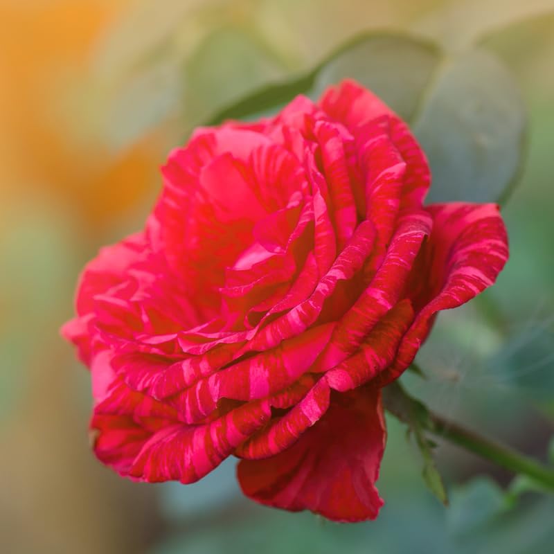 Rose Plant Live for Planting, Bareroot 6-10 Inch Tall, Climbing Vine Bush Shrub for Flowering (Rare Red Rose)