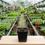 Pack of 2 Lemon Verbena Plants Live, Verbena Plants, 2-5 Inc Tall, Fast Growing Fragrant Herb for Containers and Outdoor Planting