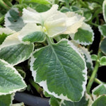 2 Variegated Cuban Oregano Plants Live, 4-6" Tall Spanish Thyme Mexican Mint for Indoor Outdoor Growing