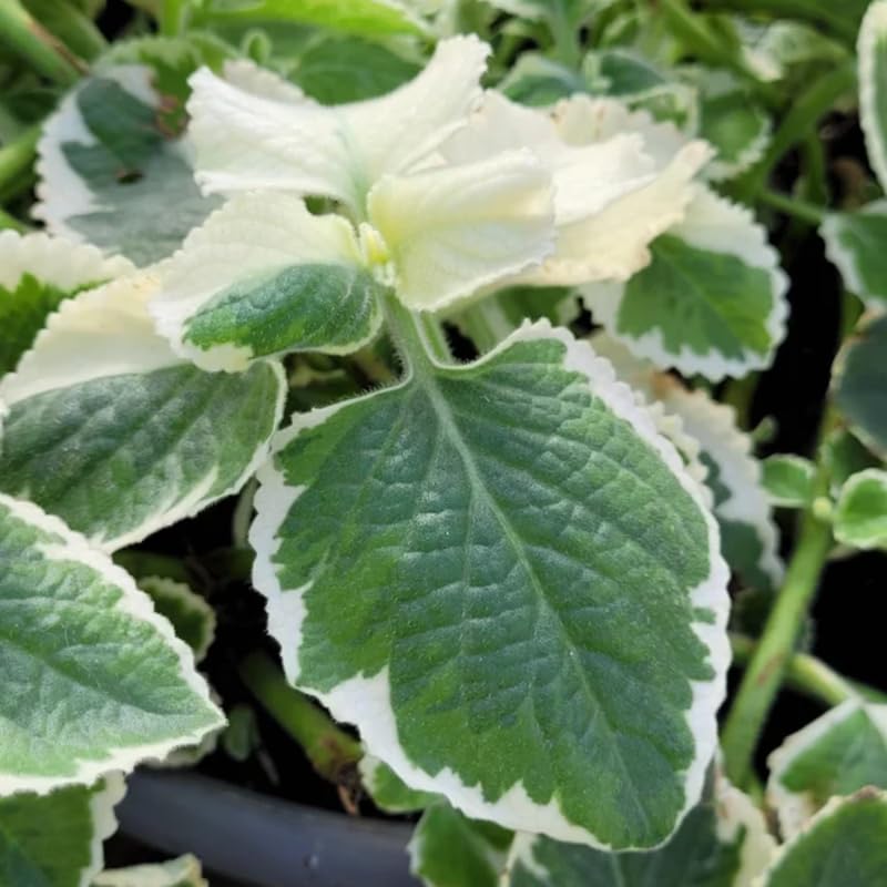2 Variegated Cuban Oregano Plants Live, 4-6" Tall Spanish Thyme Mexican Mint for Indoor Outdoor Growing