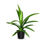 Pandanus Amaryllifolius Plant Live, Pandan Live Plant from 4 Inc Tall, Succulent Plant Live Outdoor Indoor