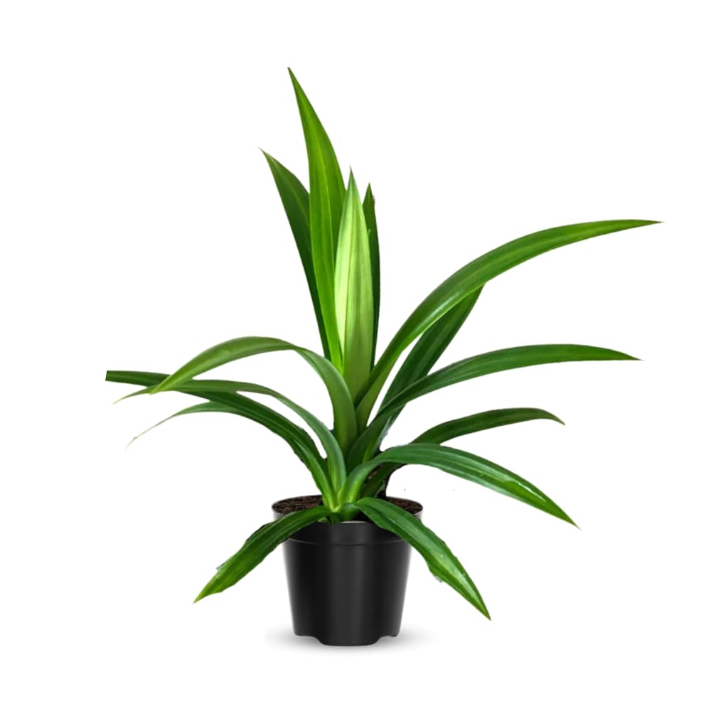 Pandanus Amaryllifolius Plant Live, Pandan Live Plant from 4 Inc Tall, Succulent Plant Live Outdoor Indoor