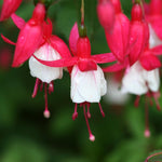 Fuchsia Plant Pot, 5 Inc Tall, 2 White Red Fuchsia Flower Plants Live, Hardy Perennial Flower Plant