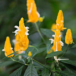 2 Golden Shrimp Live Plants, Perennial Shrimp Plants Shrub, Justica Brandegeana Bush 4-8 Inches