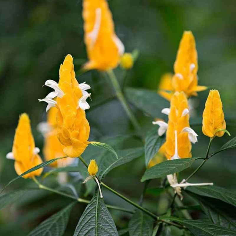 2 Golden Shrimp Live Plants, Perennial Shrimp Plants Shrub, Justica Brandegeana Bush 4-8 Inches