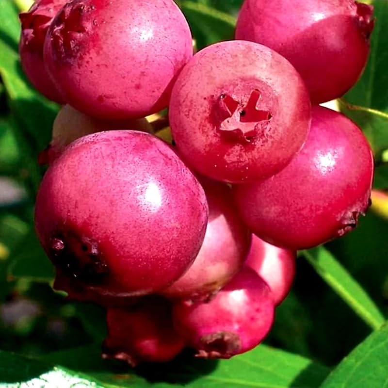 2 Blueberry Plants Live, Blueberry Trees Live Plant, Blueberry Bush Live Plant, 5-12" Tall, Blueberries Fruit Tree Ready to Grow (Pink Lemonade Blueberry Plants)