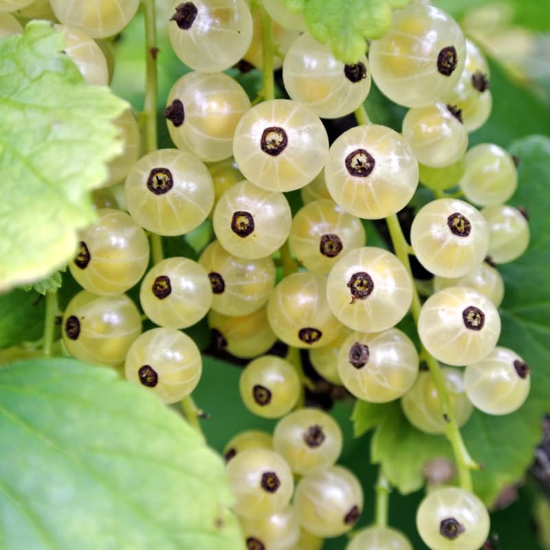 Currant Tree Live Plant for Growing, 1 Year Old, Currant Berries Fruit Tree, Currant Plant Live for Planting Your Garden, Currant Bush Live (White Currant)