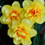 10 Daffodil Bulbs for Spring Planting, Mix Double Daffodils Bulbs for Planting, Flower Bulb