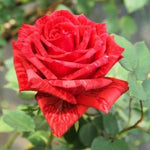 Rose Bush Live Plant, Fragrant Hybrid Tea Rose Flowers Well Rooted Plant, 5-10 Inc Tall for Planting Indoor Outdoor (Rare Red Rose)