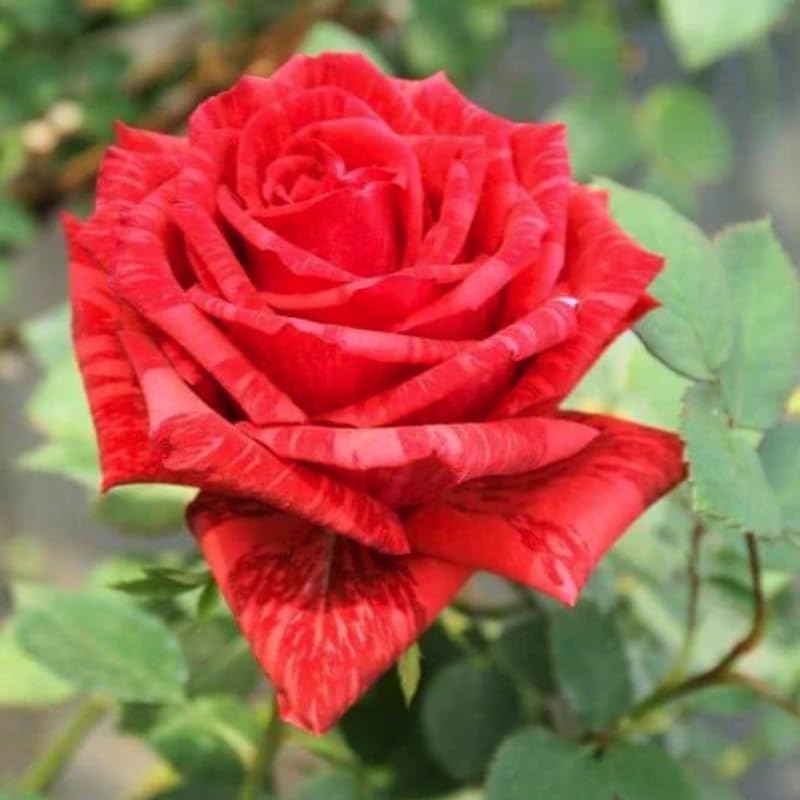 Rose Bush Live Plant, Fragrant Hybrid Tea Rose Flowers Well Rooted Plant, 5-10 Inc Tall for Planting Indoor Outdoor (Rare Red Rose)