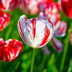 10 Tulip Bulbs for Spring Planting, Mix Rembrandt Large Tulip Bulbs for Fall Planting, Flower Bulbs