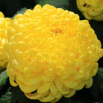 Yellow Chrysanthemum Plant, Set 2 Yellow Mums Plants Live, Hardy Perennial Mum Live Plant, 3 to 6 Inch Tall Garden Mum Starter Plants for Garden Beds, Containers, Vibrant Fall Blooms, No Pot