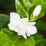 Pack of 3 Jasmine Plants Live, Maid of Orleans Jasmine Live Plant, 5 to 7 Inc in Height Easy to Plant