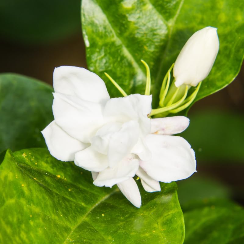 Pack of 3 Jasmine Plants Live, Maid of Orleans Jasmine Live Plant, 5 to 7 Inc in Height Easy to Plant