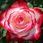 Rose Bush Live Plant for Gardening, Hardy Fragrant Rose Flower Plant, 5 to 10 Inch Tall, Ideal for Outdoor Planting (Delight Rose)