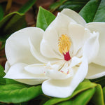 Magnolia Tree Live Plant, Sweetbay Magnolia Plant Live, 8 to 12 Inches, Tropical Shrub Plants