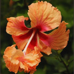 Hardy Hibiscus Plant Live, Peach Hibiscus Tree Live Plant from 8 to 10 Inches Tall, Perennial Hibiscus Flower
