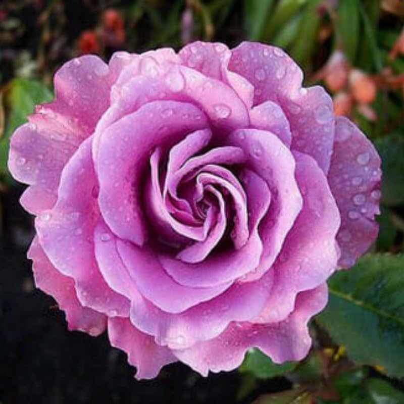 Rose Live Plant for Planting, Fragrant Hybrid Rose Bush, 5-10” Tall, Ready to Grow Flowering Shrub for Outdoor Garden, No Pot (Purple Rose)