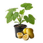Yellow Spaghetti Squash Live Plant 4" Pot, Live Yellow Squash Plants in 3-5 Inch Tall, Vegetable Seedlings for Planting Outdoor Garden