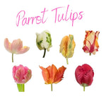 10 Top Size Tulip Bulbs by Hardiness Zones 3 to 11, Mixed Double Peony Tulips Bulb Bulk for Fall Planting, Assorted Colors