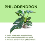 White Princess Philodendron Plant Live, Rare Tropical Variegated Live Indoor Houseplant, Starter Plants No Pot, 5-9" in Tall