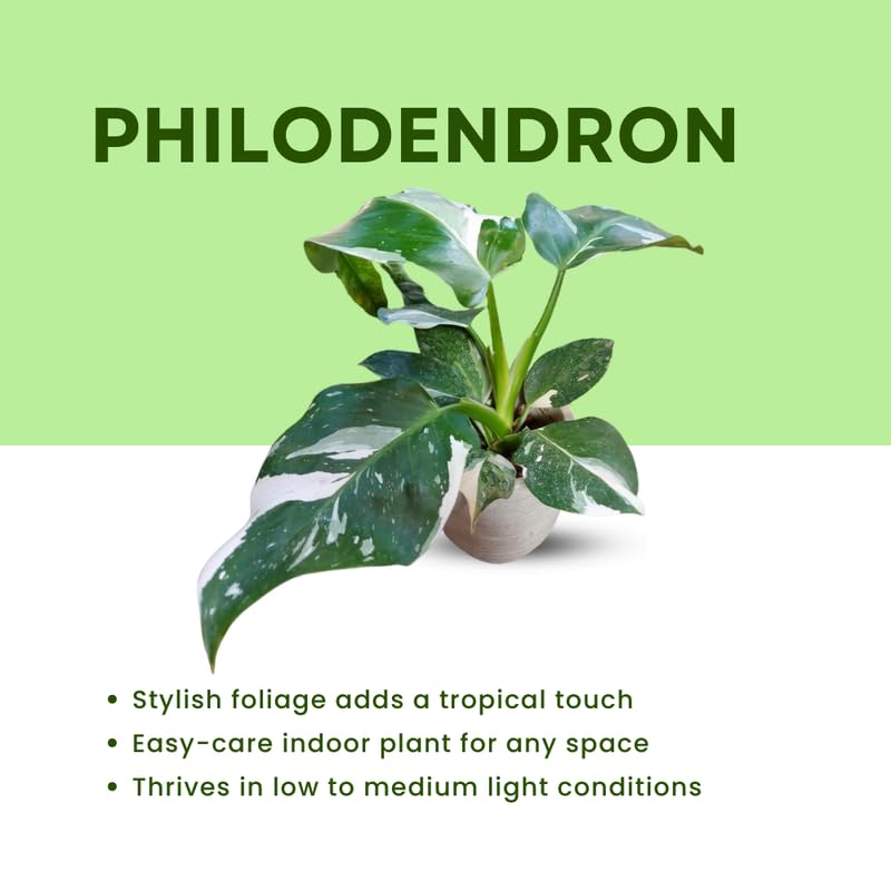 White Princess Philodendron Plant Live, Rare Tropical Variegated Live Indoor Houseplant, Starter Plants No Pot, 5-9" in Tall