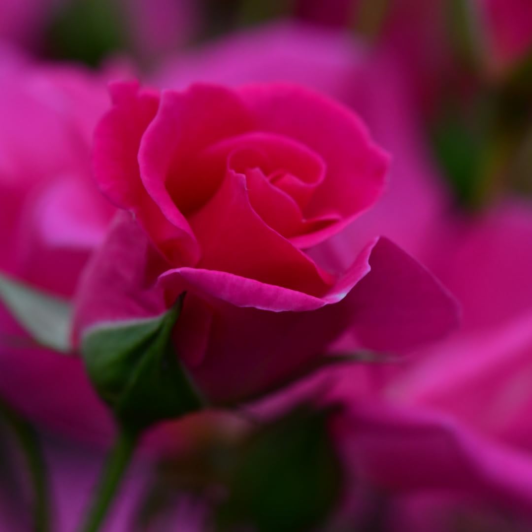 Deep Pink-Purple Climbing Rose Live Plant, 6 Months Old Starter, Fragrant Purple Climbing Roses for Planting Outdoor, No Pot