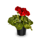 Red Geranium Live Plant 4'' Pot, Flowering Geranium Well Rooted 3-6'' Tall, Outdoor Patio, Balcony or Container Garden Plants, 2 Plants per Pot