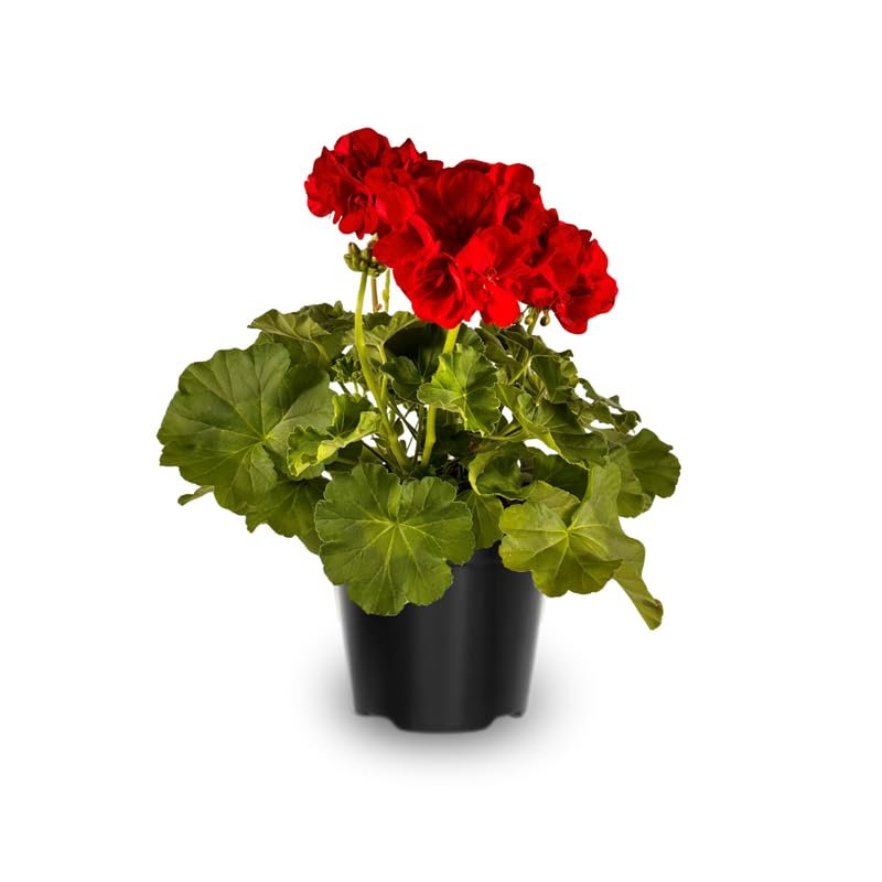 Red Geranium Live Plant 4'' Pot, Flowering Geranium Well Rooted 3-6'' Tall, Outdoor Patio, Balcony or Container Garden Plants, 2 Plants per Pot