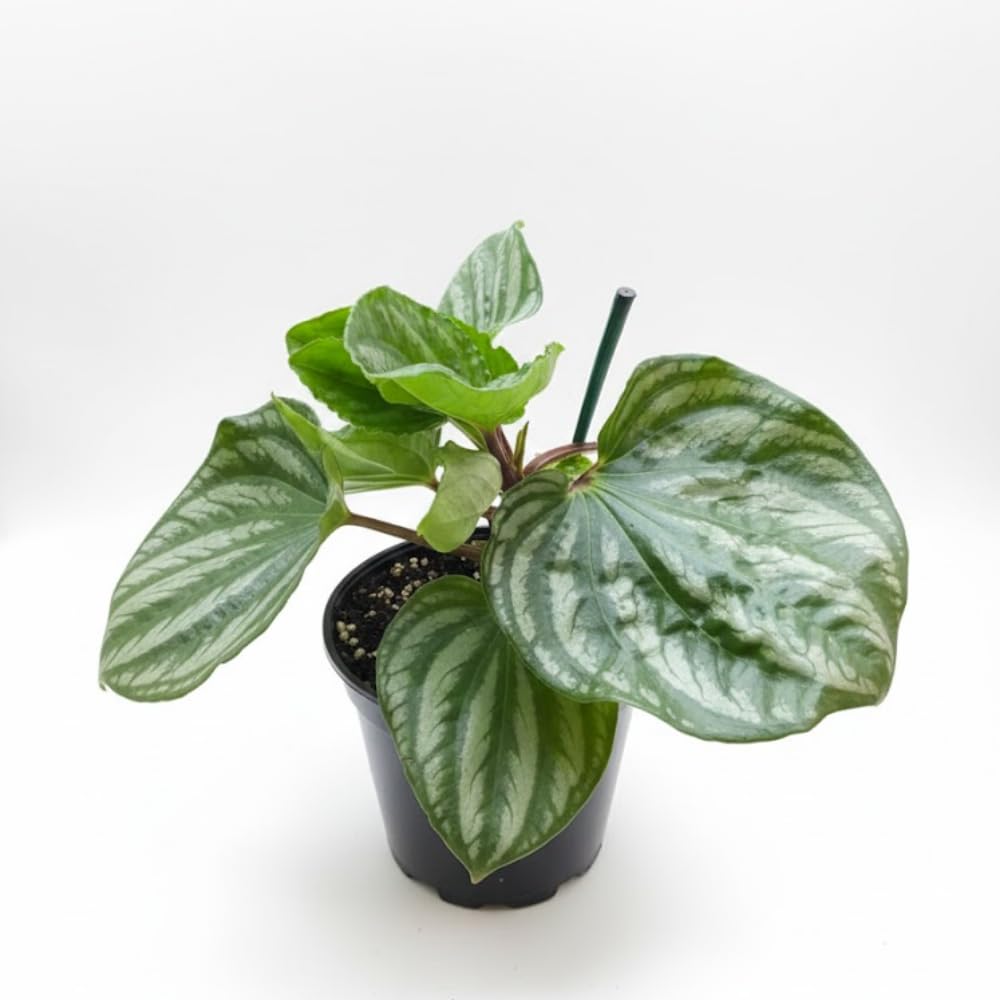 Peperomia Plant Live, Peperomia Live in 3.5 Inches Pot, Tropical Houseplant for Indoor Planting, Compact Plant for Home Office Decor, 4 to 6 Inches Tall (Variegated Peperomia)