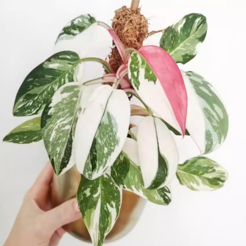 White Princess Philodendron Plant Live, Rare Tropical Variegated Live Indoor Houseplant, Starter Plants No Pot, 5-9" in Tall
