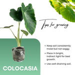 Colocasia Esculenta, Colocasia Live Plant, Elephant Ears Live Plant, Esculenta Taro Live Houseplant, 5-8 Inc Tall, No Pot (Rare Colocasia)