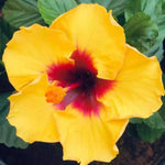Hibiscus Plants Live, Hibiscus Plants Live, Easy to Plant, Hibiscus Tree Live Plant, Perennial Flower Tree, 6 to 8 Inch Tall, Tequila Sun Gorgeous Hibiscus