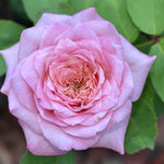 Rose Bush Live Plant, Hybrid Tea Rose Plant Live, 5-9 Inch Tall, Fragrant Flowers Tree, Well-Rooted 1 Year Old, No Pot (Pink Rose)