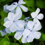 4 White Plumbago Live Plant, White Flowering Shrub, 4-7 Inches, Outdoor Garden Growing