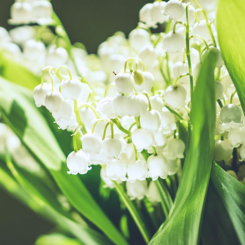 Set 10 Lily of The Valley Bulbs, Fragrant Perennial Flower Bulbs for Spring Blooms, White Lily Bulbs for Planting