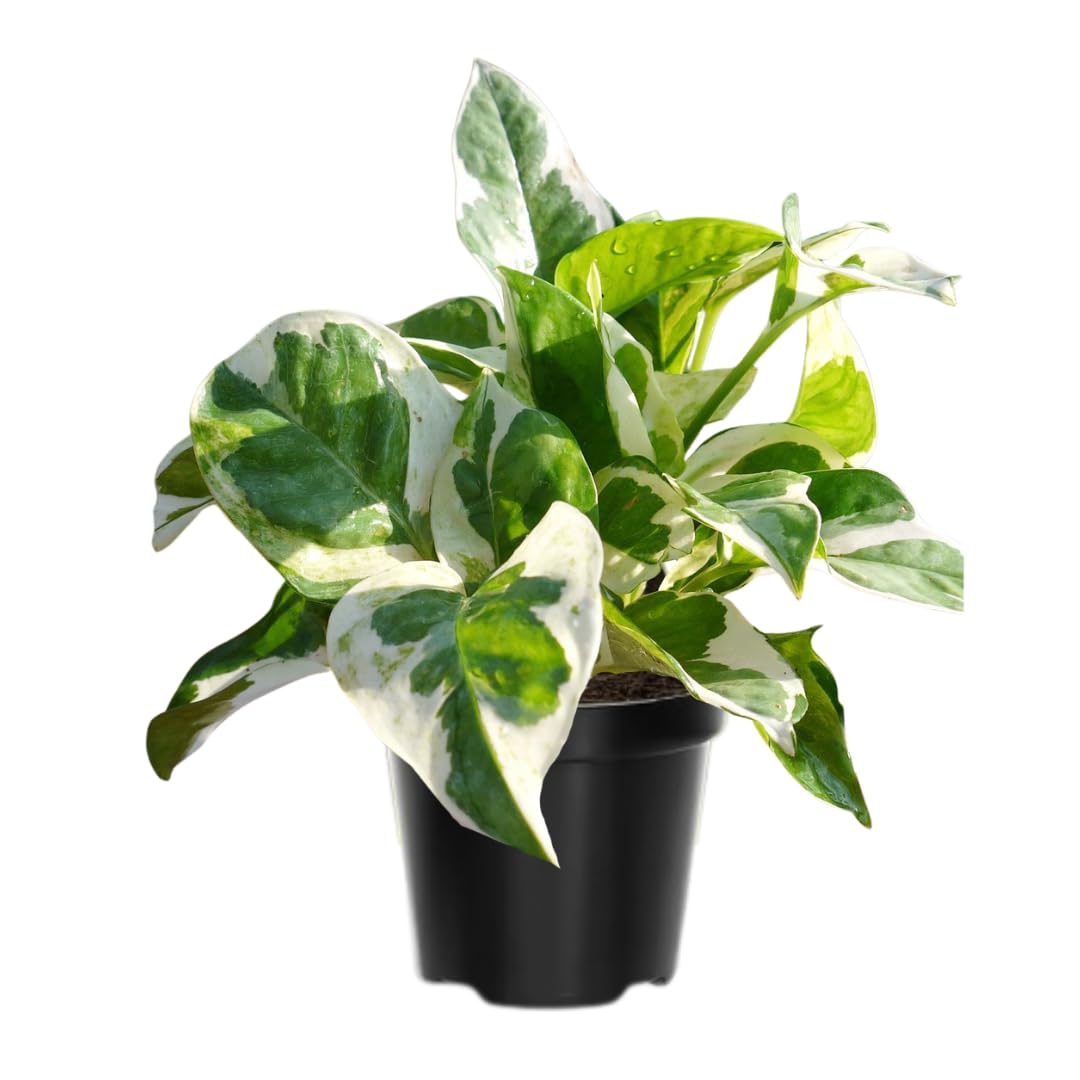 Pothos Live Plant, Live Pothos Plant, 4 to 6 Inches, House Plants Live for Growing Indoor and Outdoor, 4 Inc Potted (Variegated)