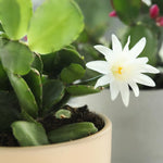White Easter Cactus Plants Live, 4 to 6 Inch Tall Easter Cactus Plants Live Indoor Garden, Live Easter Cactus Flower Plant, Spring Cactus Live Houseplant, Easter Cactus